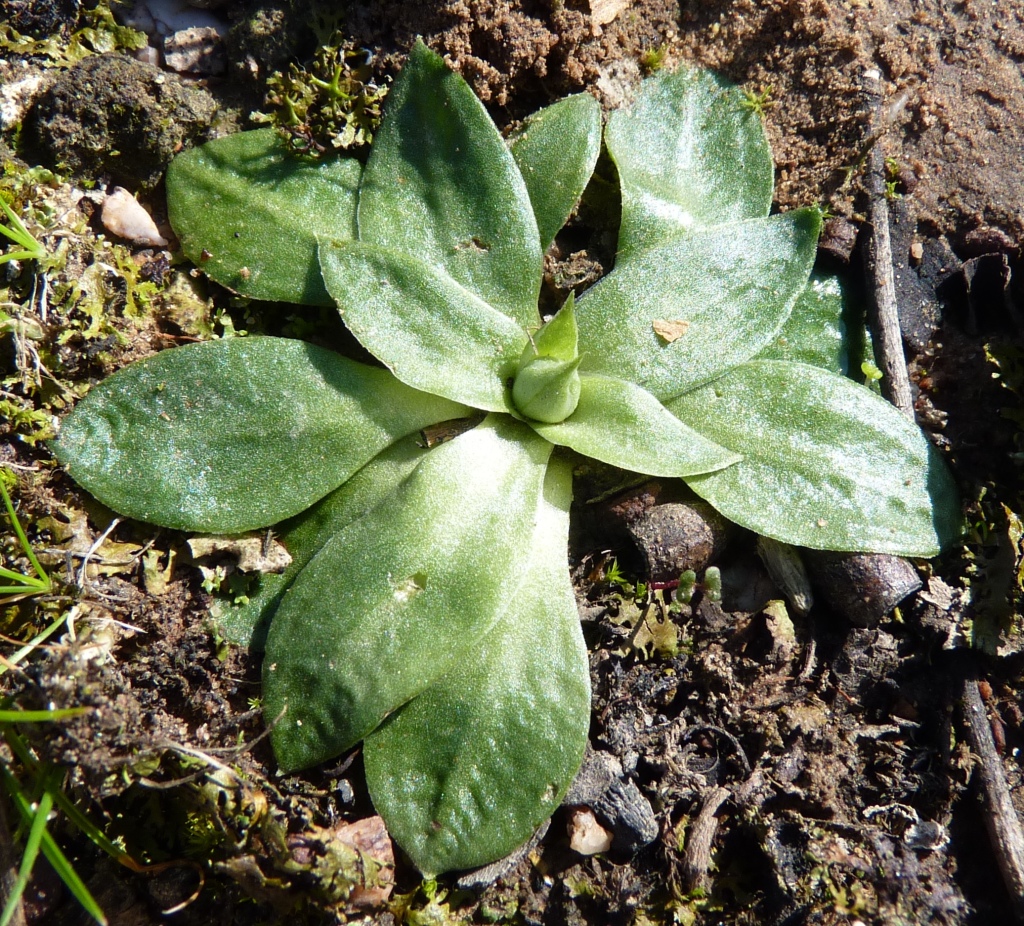 Pterostylis (hero image)