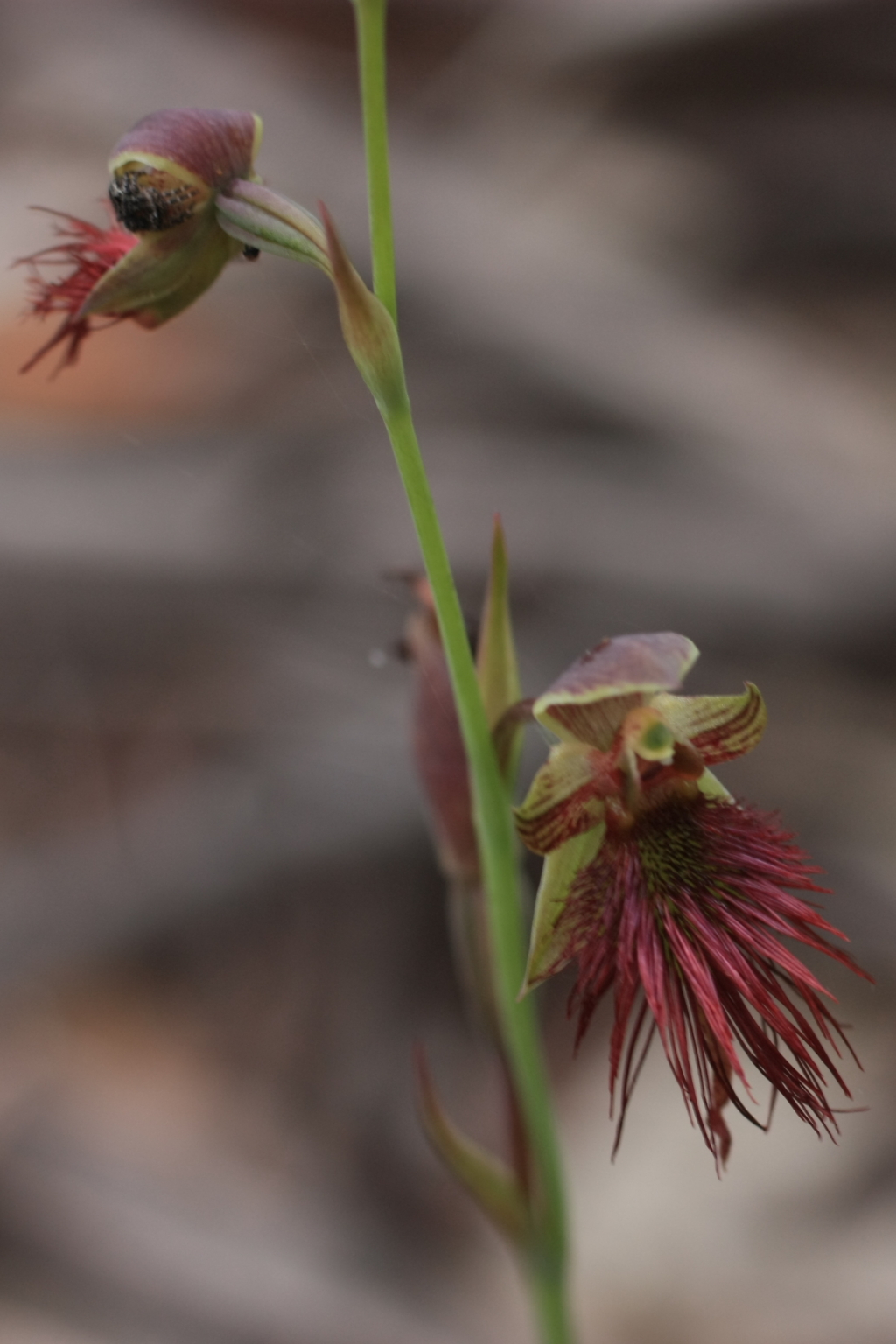 Calochilus (hero image)