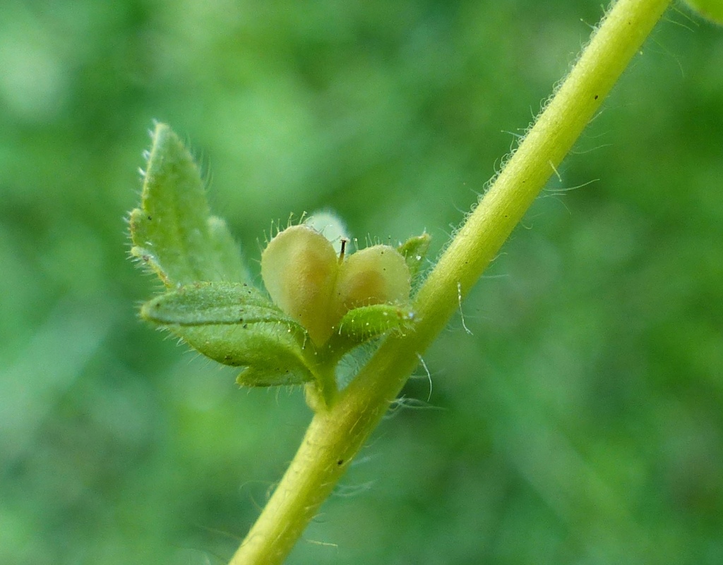 Veronica arvensis (hero image)