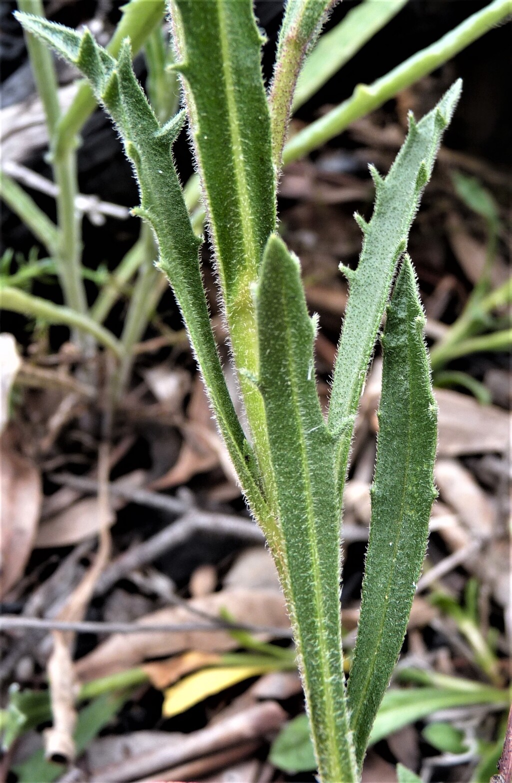 Calotis scabiosifolia (hero image)