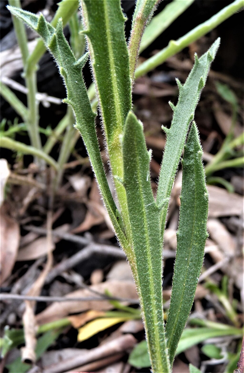 Calotis scabiosifolia var. integrifolia (hero image)