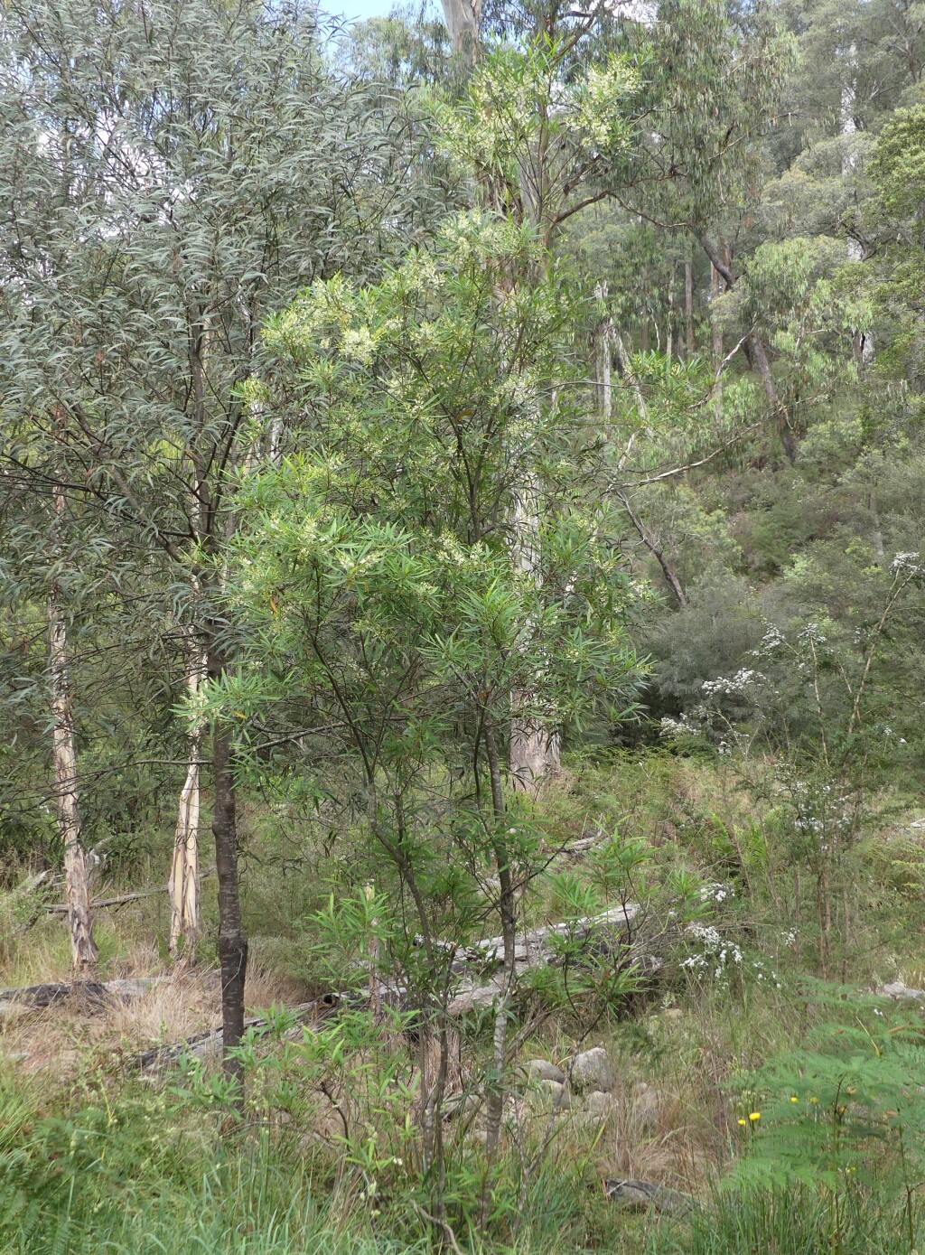 Lomatia myricoides (hero image)