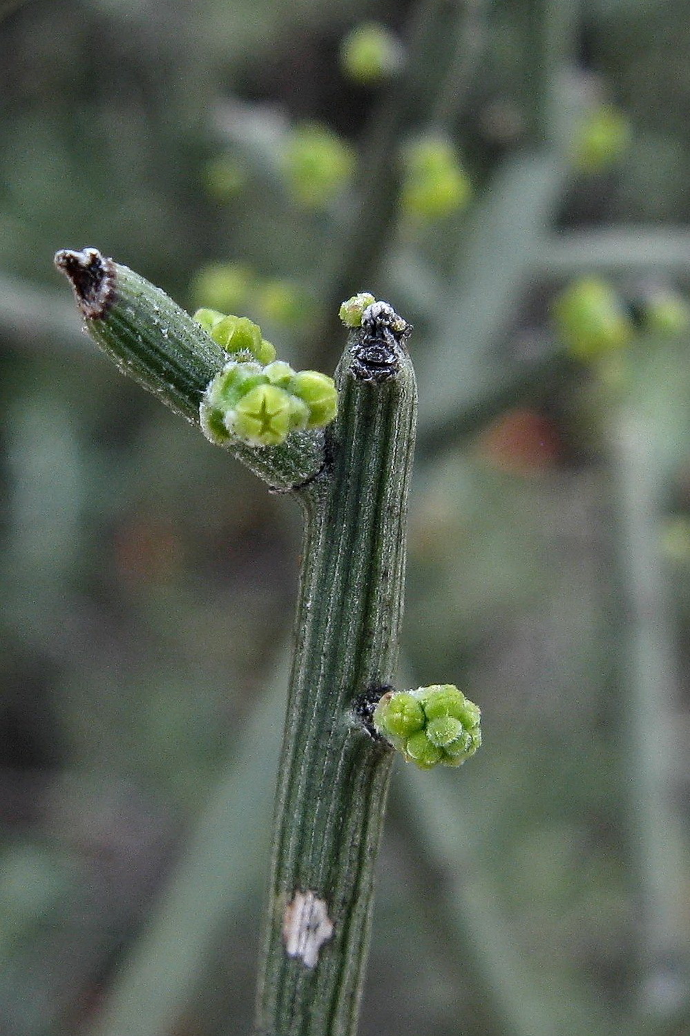 Exocarpos aphyllus (hero image)