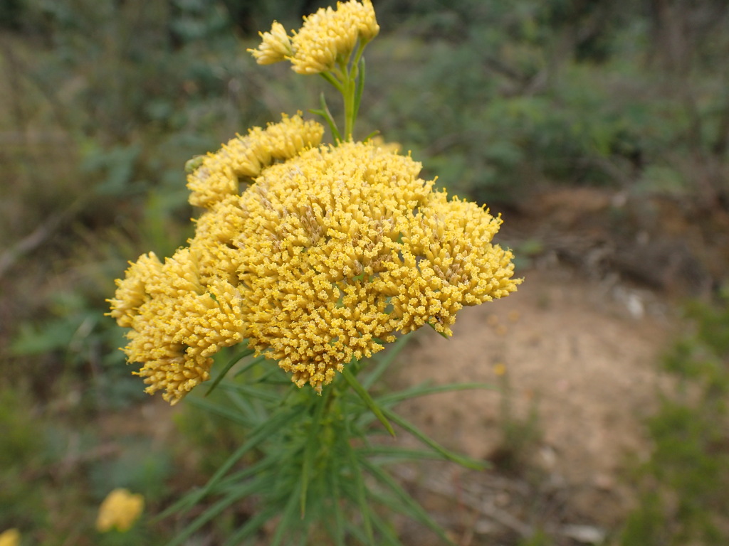 Cassinia venusta (hero image)