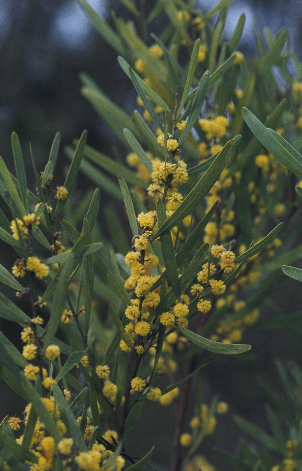 Acacia stricta (hero image)