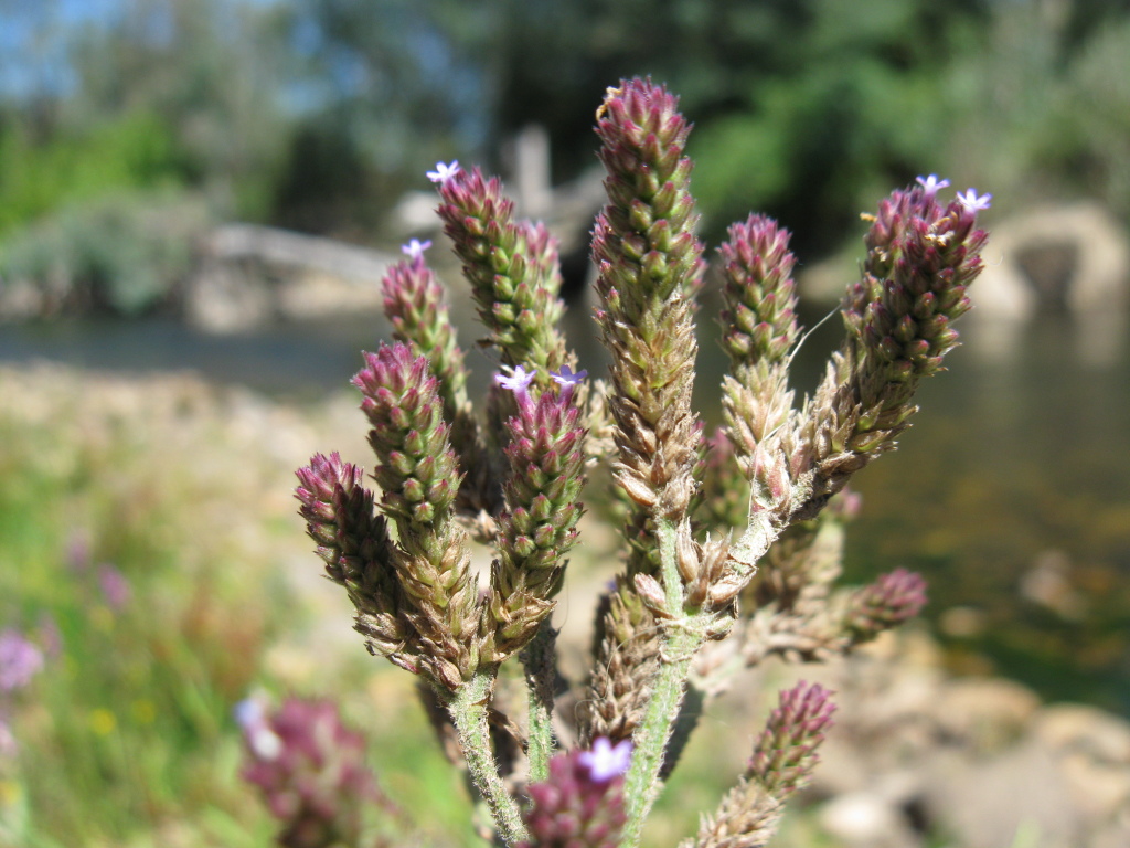 Verbena bonariensis var. bonariensis (hero image)