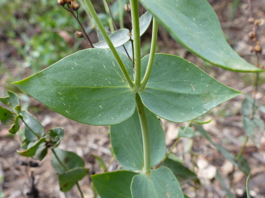 Veronica perfoliata (hero image)