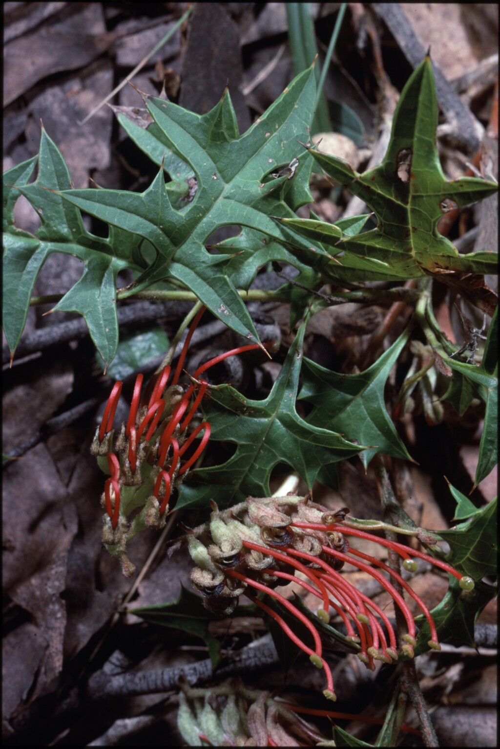 Grevillea montis-cole subsp. montis-cole (hero image)