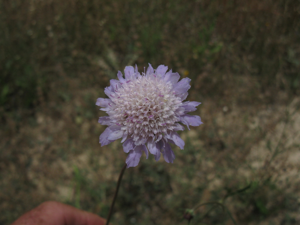 Scabiosa atropurpurea (hero image)