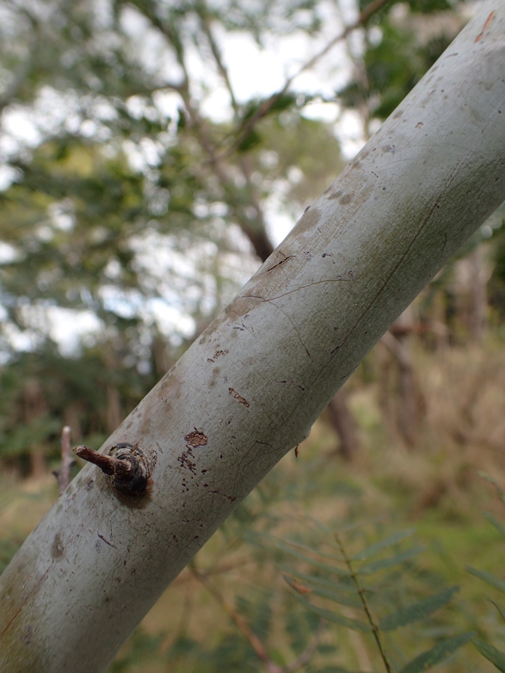 Acacia schinoides (hero image)