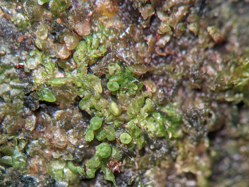 Colura pulcherrima (hero image)