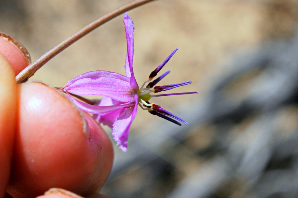 Arthropodium fimbriatum (hero image)