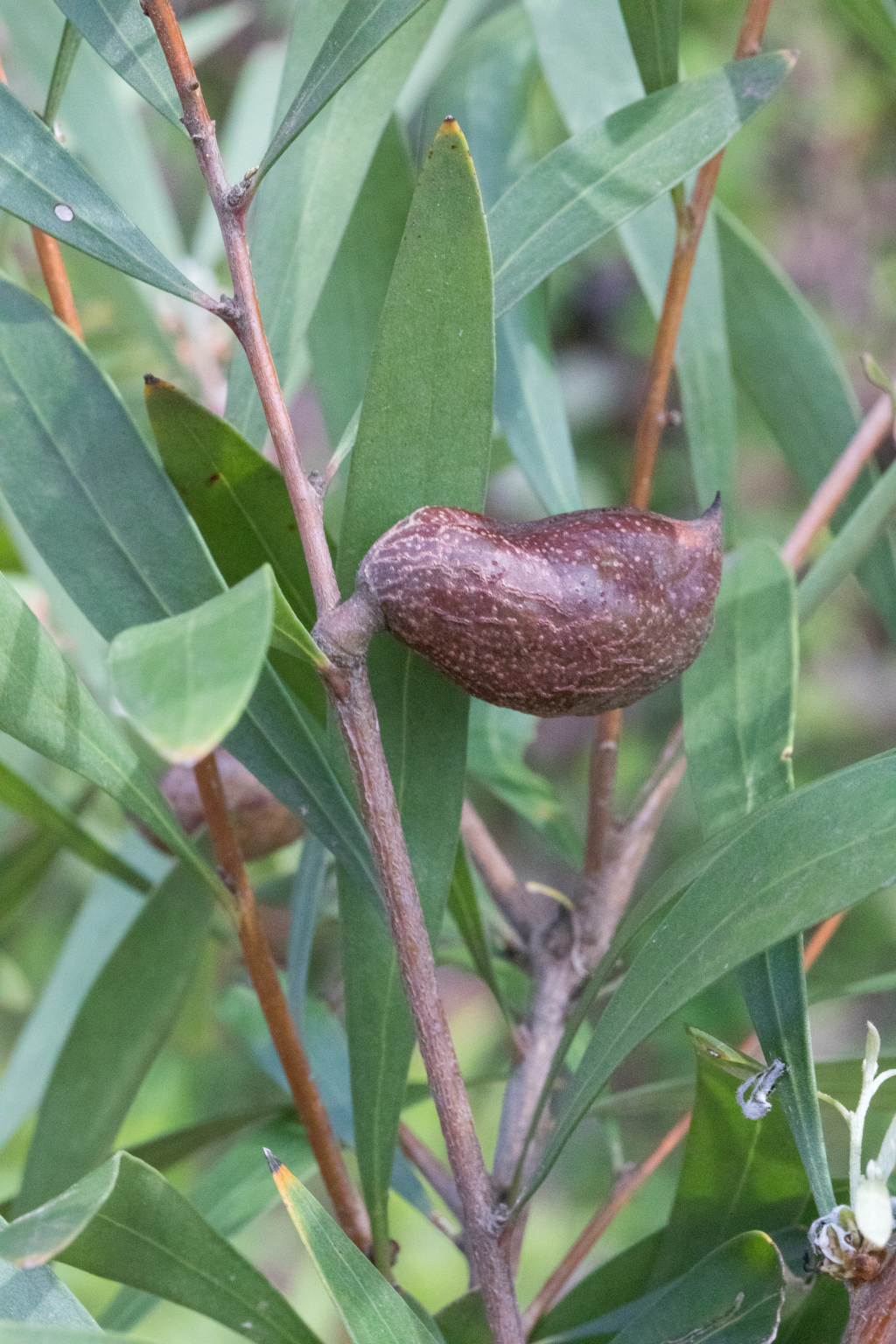 Hakea (hero image)