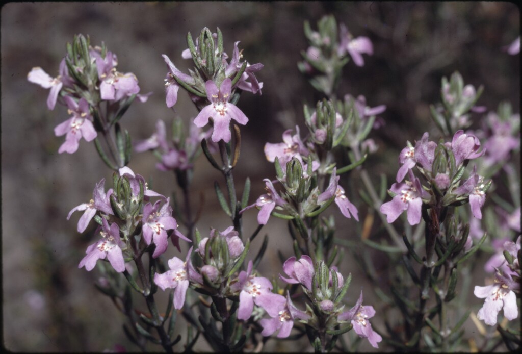 Westringia eremicola (hero image)