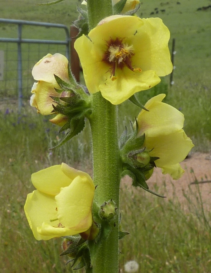 Verbascum virgatum (hero image)