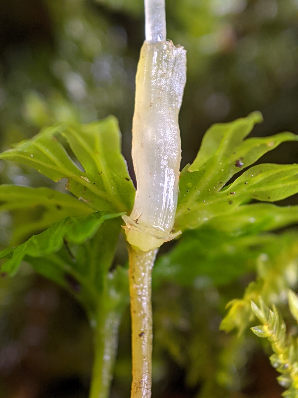 Hymenophyton (hero image)