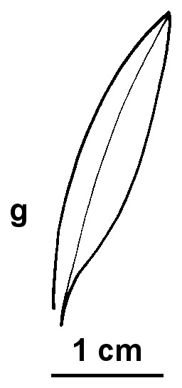 Gentianella gunniana (hero image)