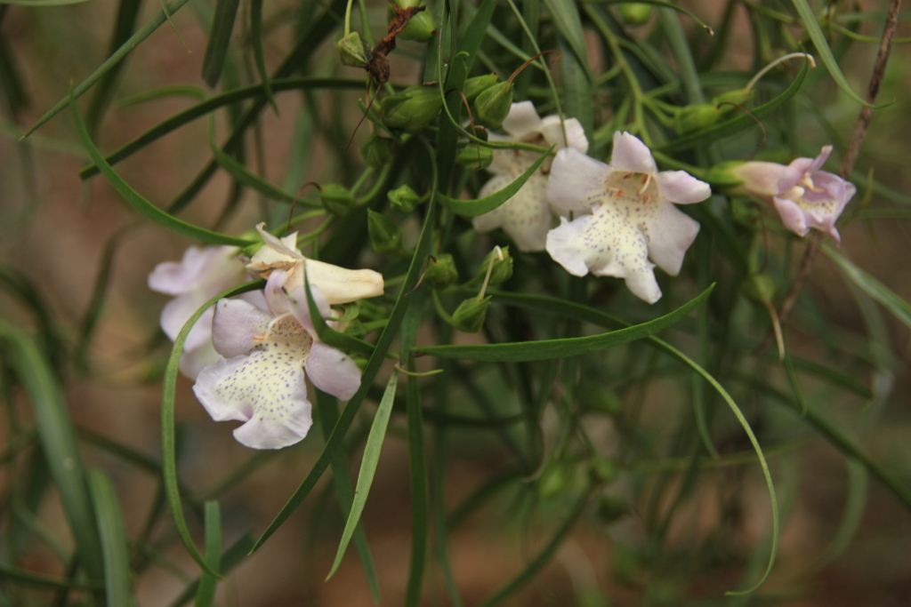 Eremophila polyclada (hero image)