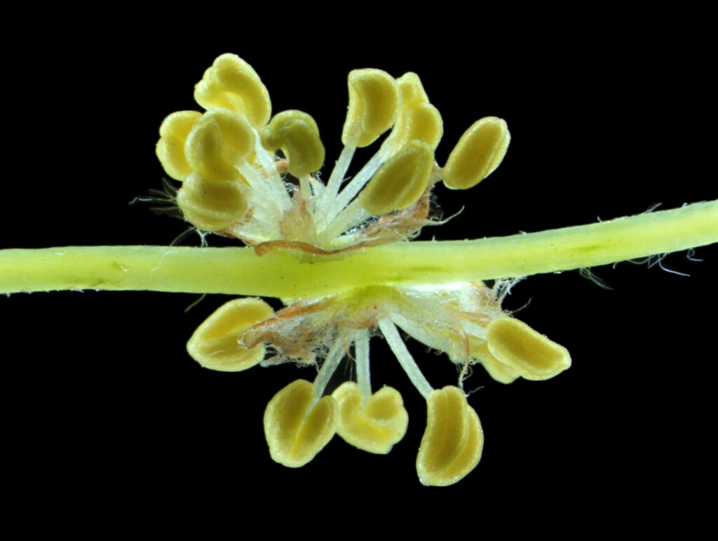 Fagaceae (hero image)