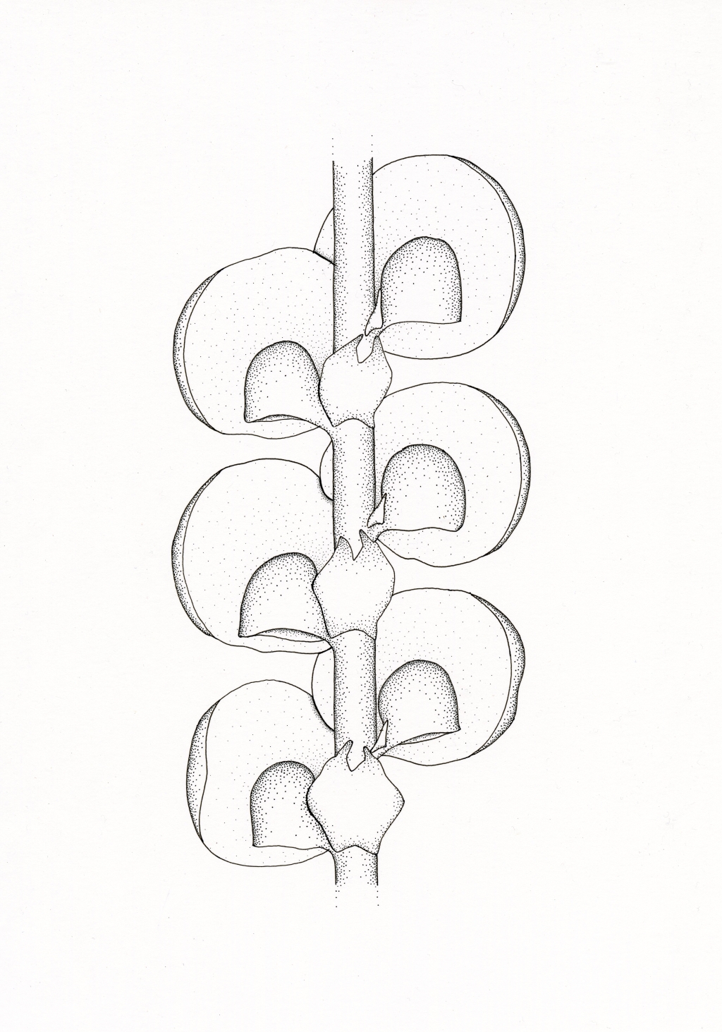 Frullaniaceae (hero image)