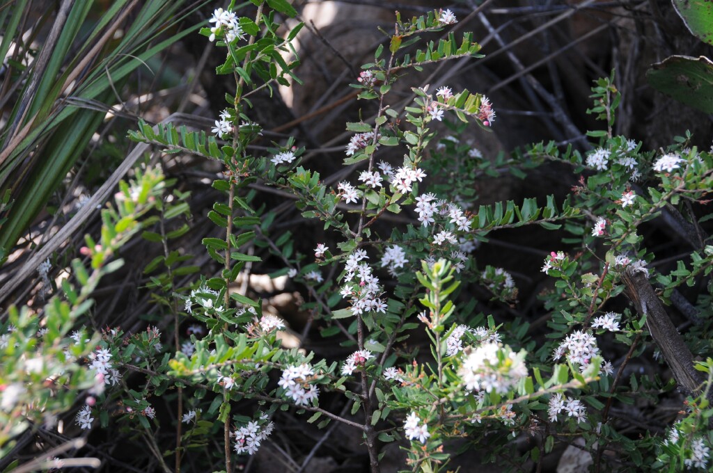 Leionema bilobum subsp. bilobum (hero image)