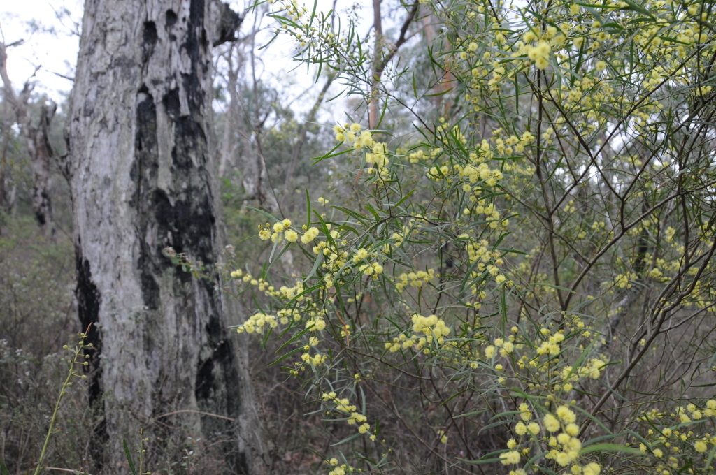 Acacia stictophylla (hero image)