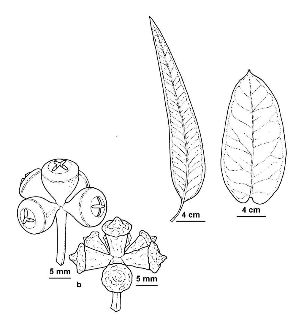 Eucalyptus globulus subsp. maidenii (hero image)