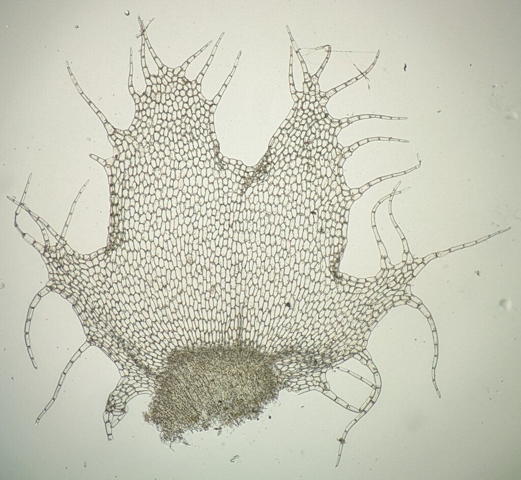 Schistochilaceae (hero image)