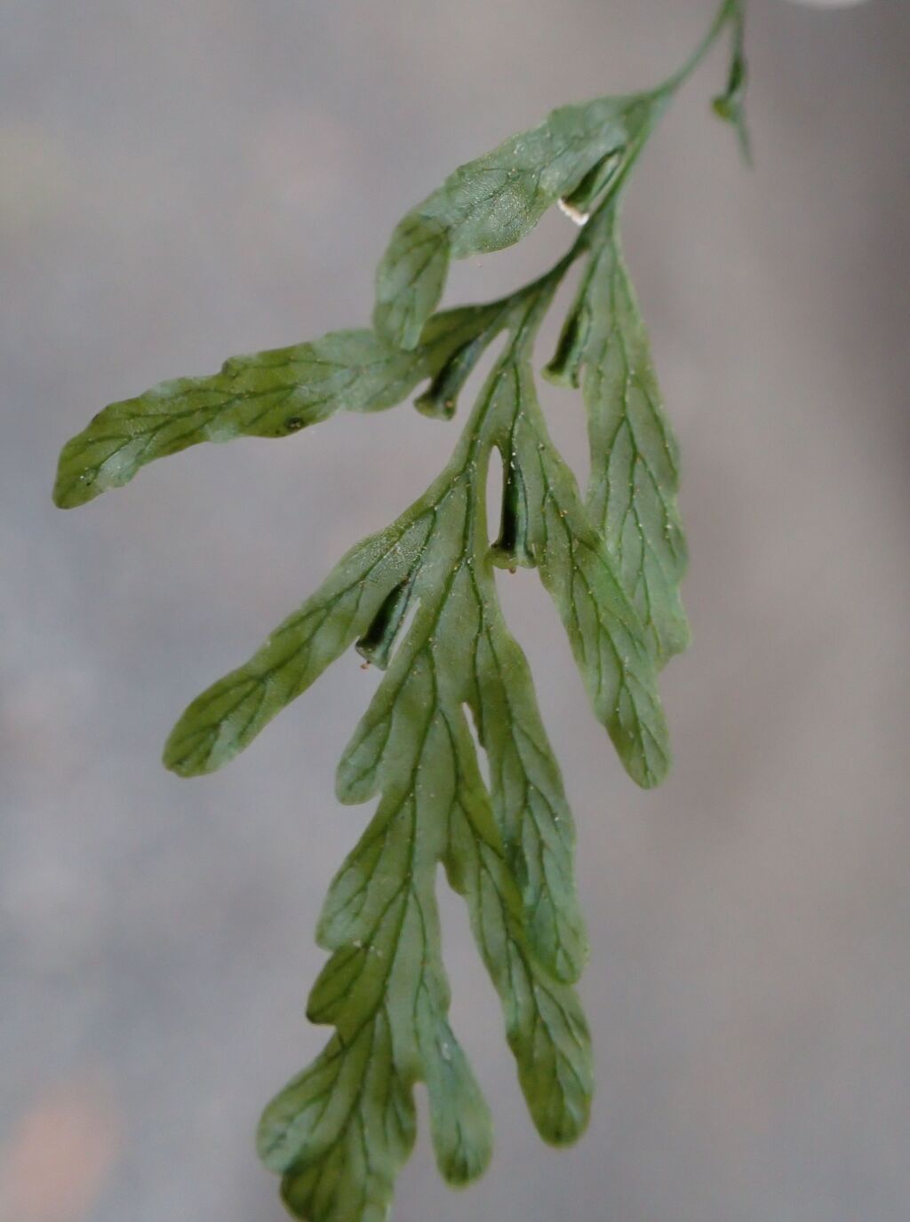 Polyphlebium venosum (hero image)