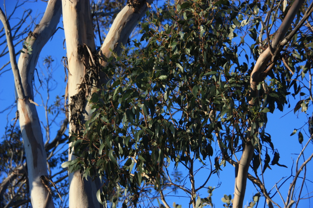 Eucalyptus occidentalis (hero image)