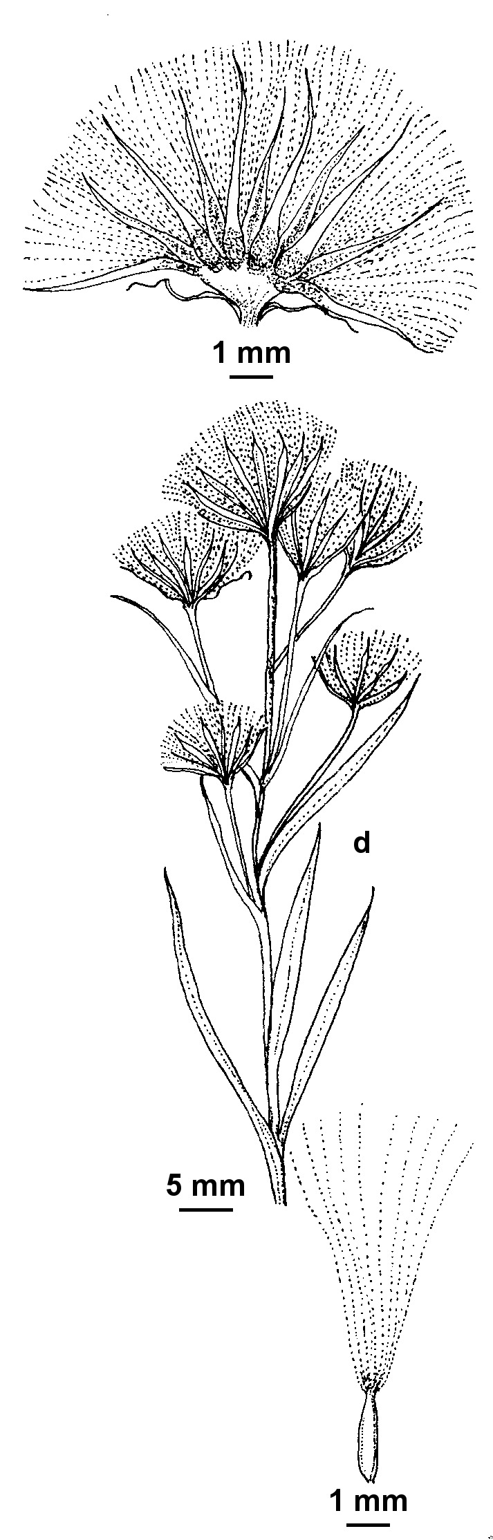 Erigeron conyzoides (hero image)