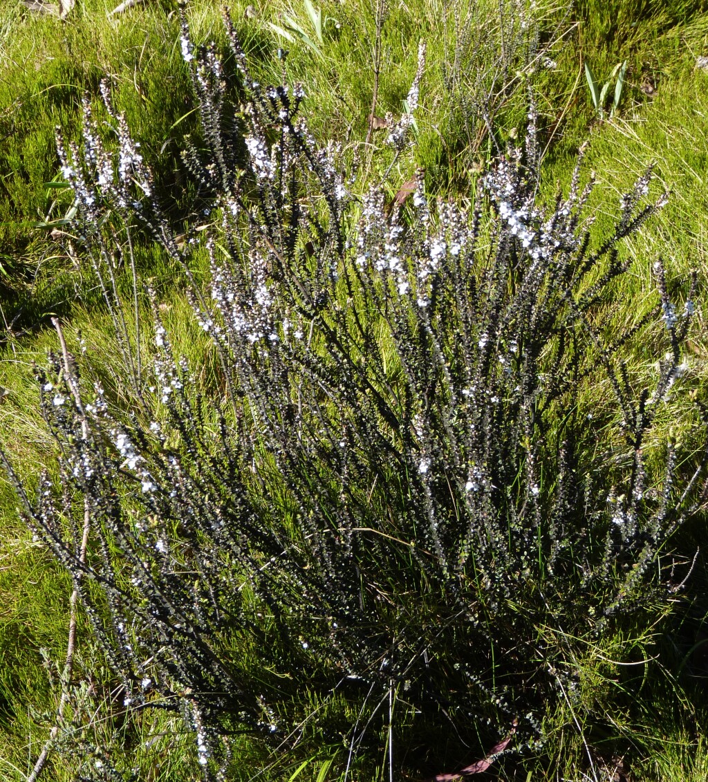 Epacris gunnii (hero image)