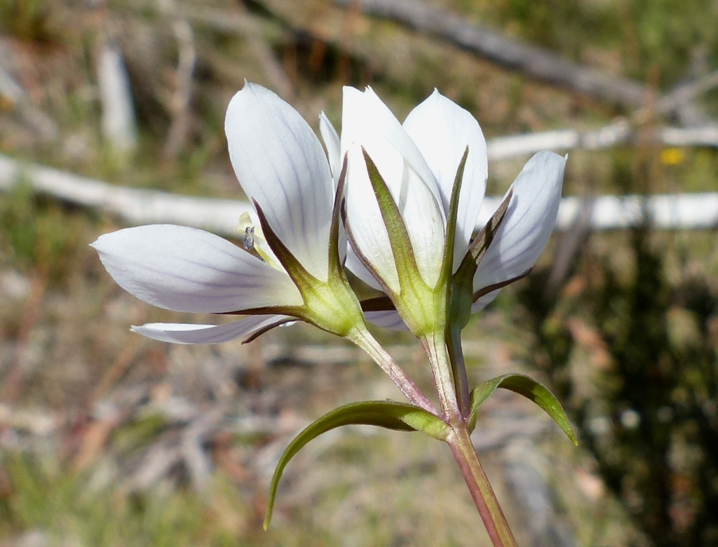 Gentianella (hero image)