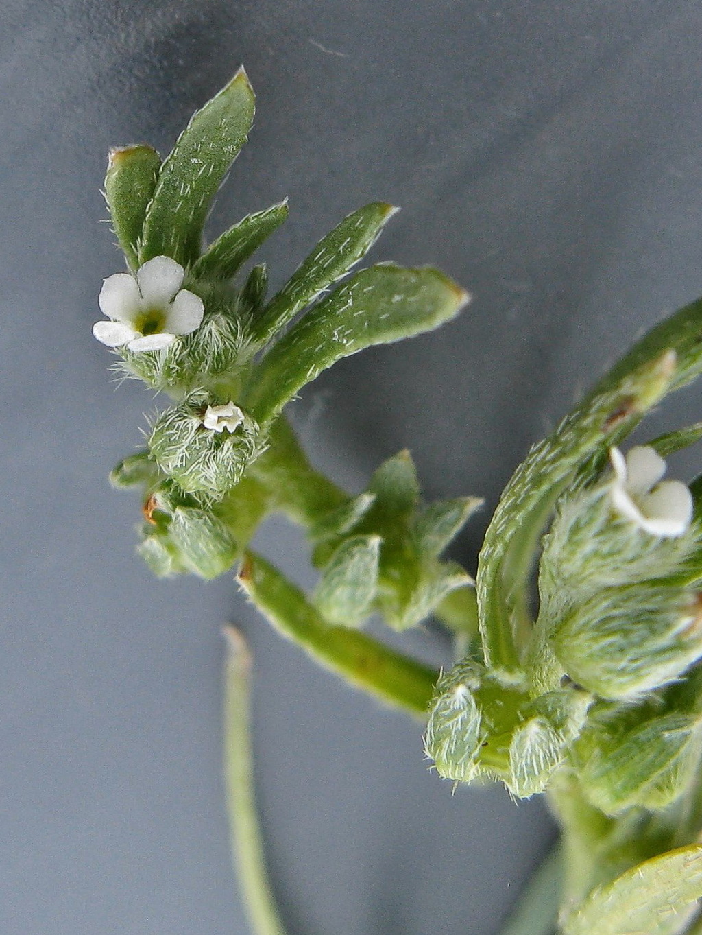 Plagiobothrys plurisepaleus (hero image)