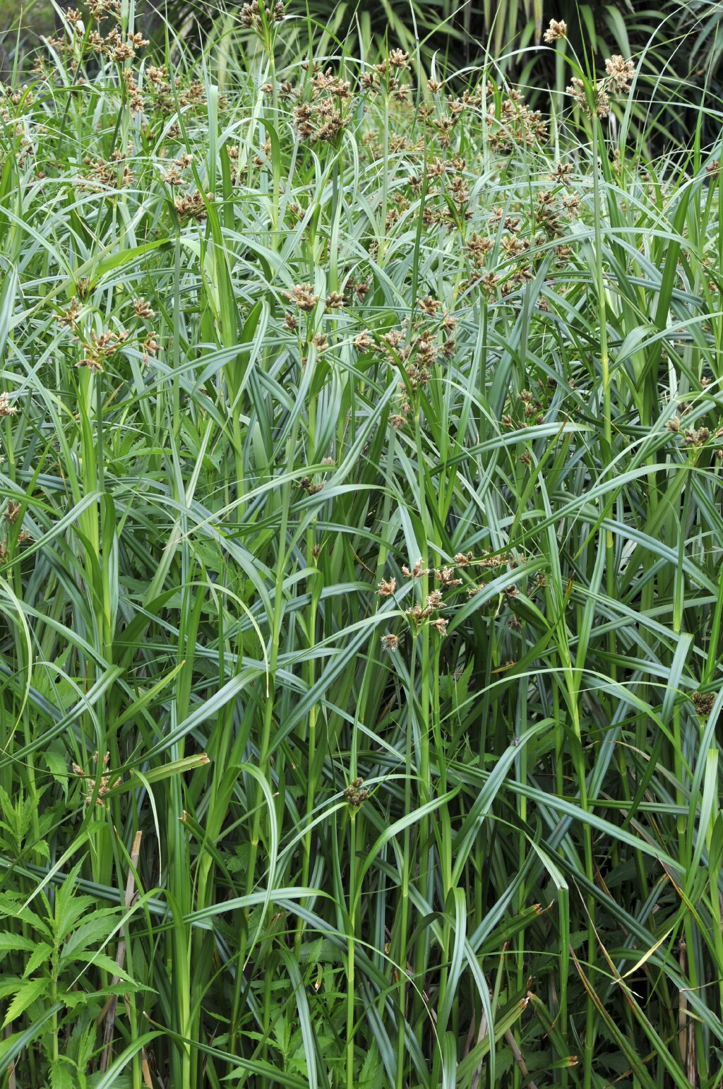 Bolboschoenus fluviatilis (hero image)