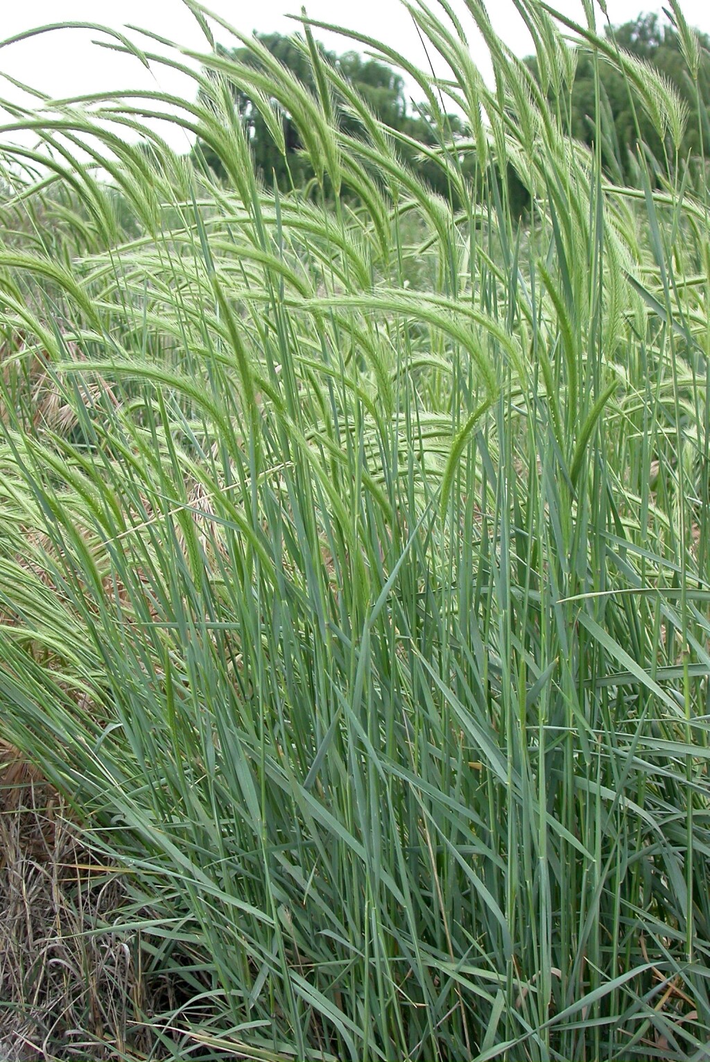 Hordeum secalinum (hero image)