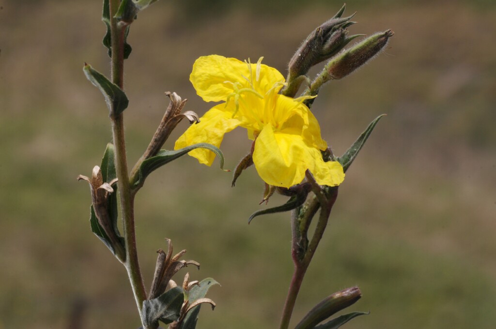 Oenothera stricta (hero image)