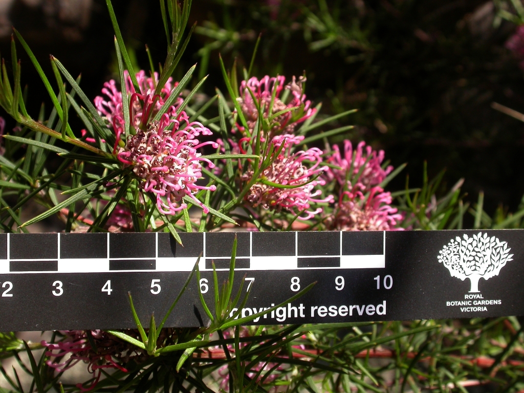 Grevillea confertifolia (hero image)