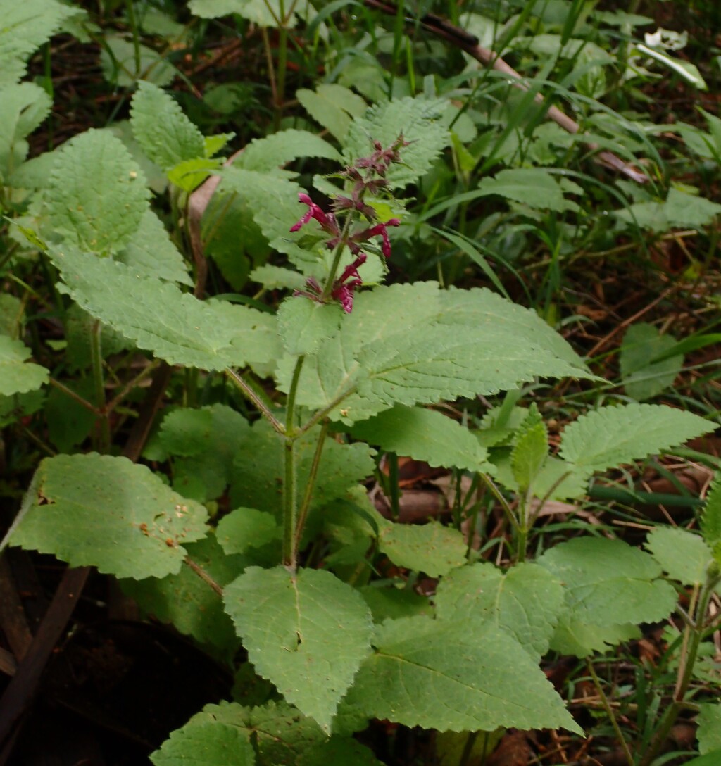 Stachys sylvatica (hero image)