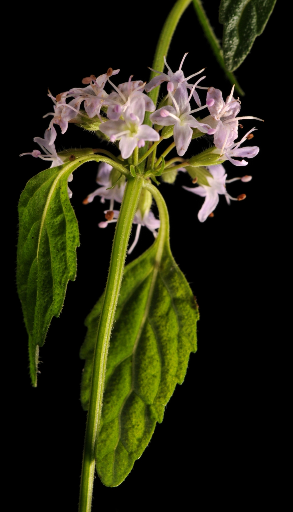 Caryophyllaceae (hero image)