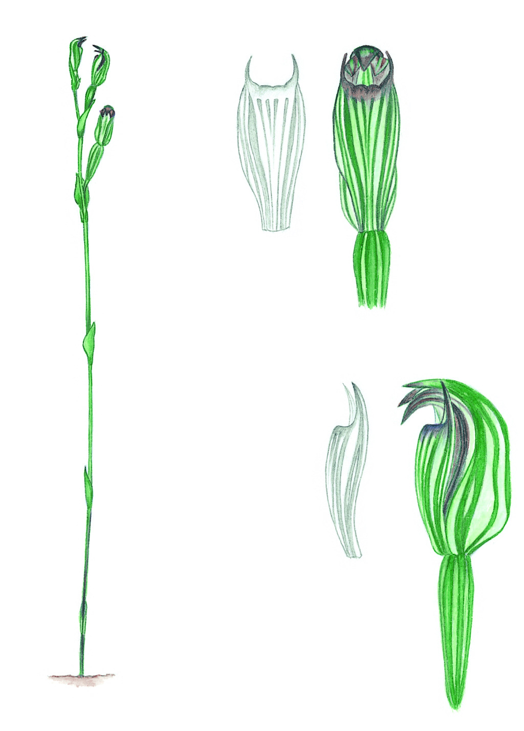 Pterostylis clivicola (hero image)