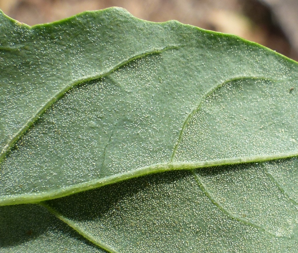 Chenopodium album (hero image)