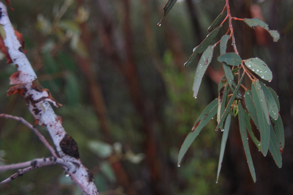 Eucalyptus saxatilis (hero image)