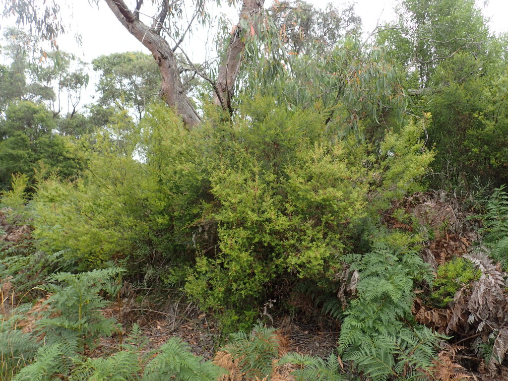 Monotoca glauca (hero image)