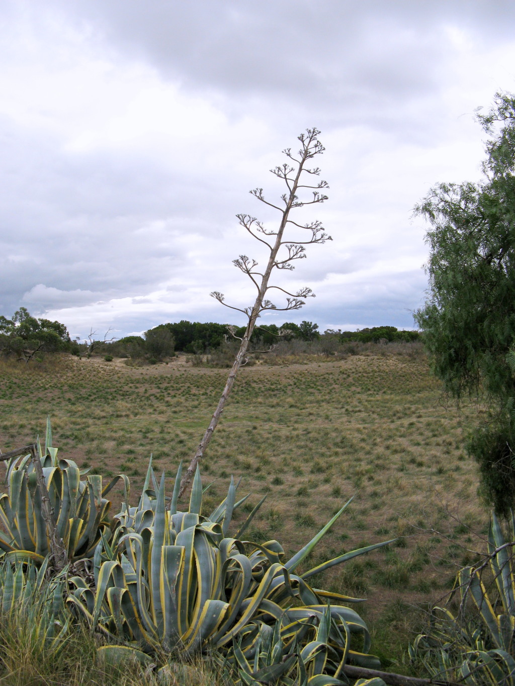 Agave (hero image)