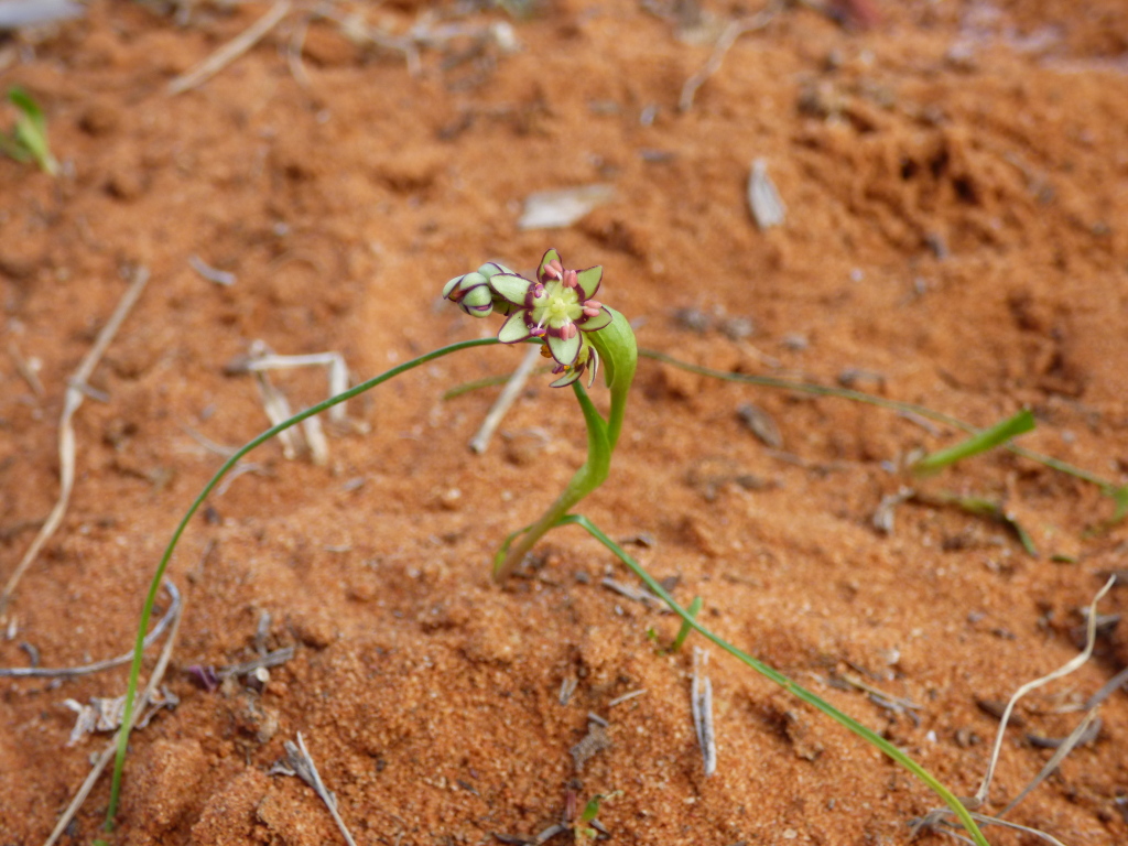 Wurmbea dioica subsp. brevifolia (hero image)