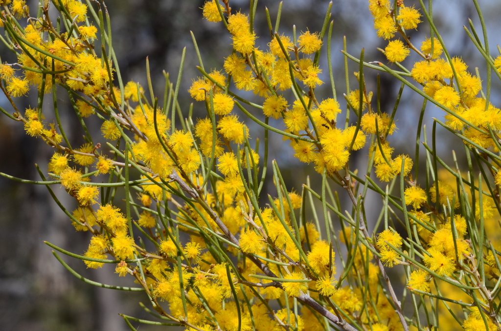 Acacia rigens (hero image)