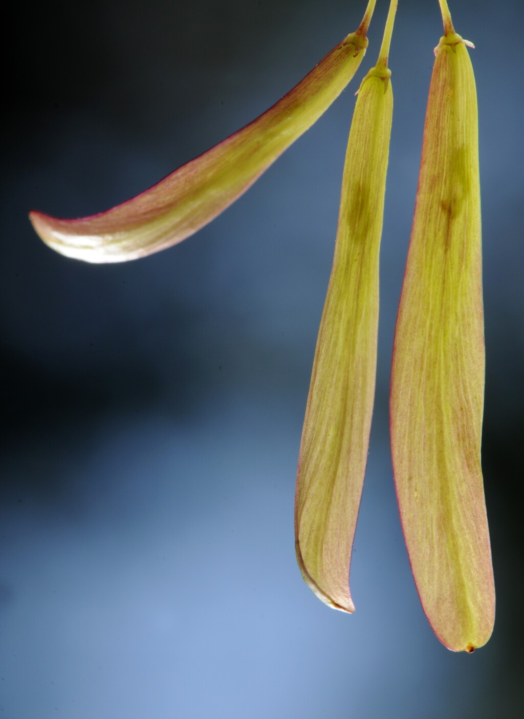 Fraxinus ornus (hero image)