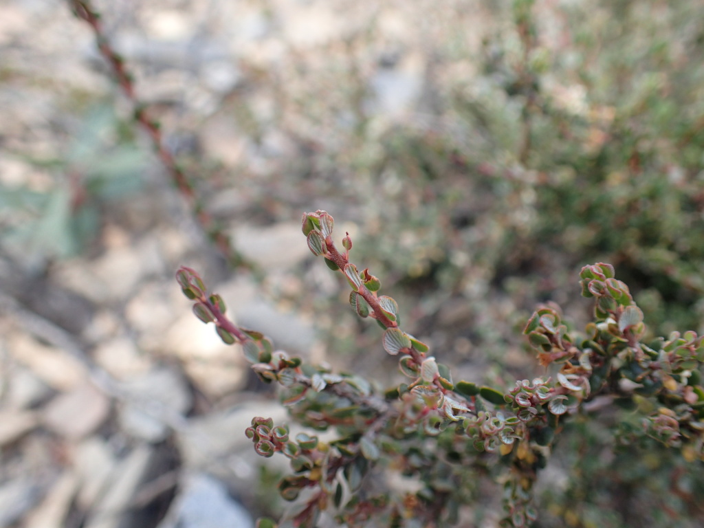 Monotoca rotundifolia (hero image)