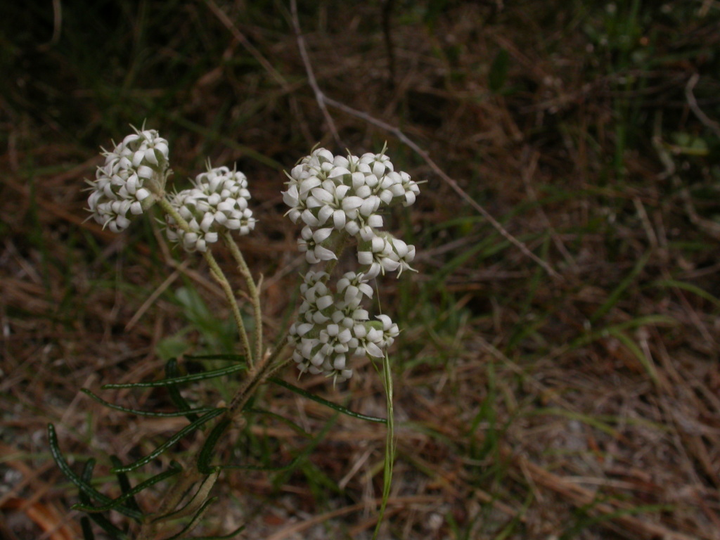 Astrotricha parvifolia (hero image)